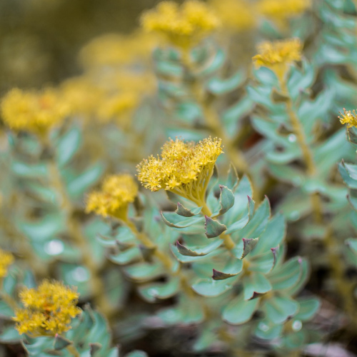 Herbal Stress Relief Capsules